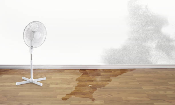 Best Professional water damage repair  in Bellevue, KY