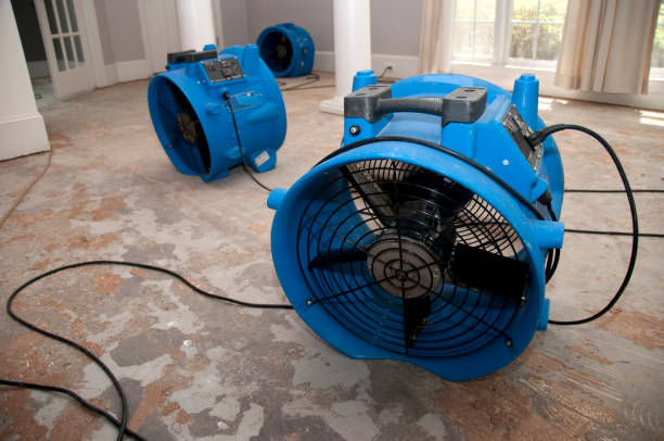 Best Mold removal after water damage  in Bellevue, KY