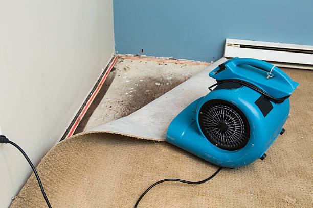 Best Local water damage restoration  in Bellevue, KY